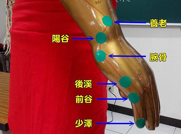 手太陽小腸經1