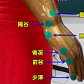 手太陽小腸經1