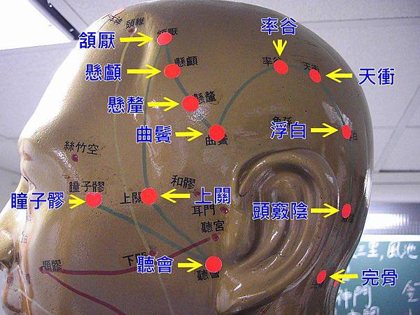 足少陽膽經1