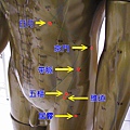 足少陽膽經6