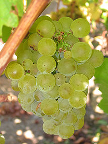 215px-Sauvignon_blanc_grapes.jpg