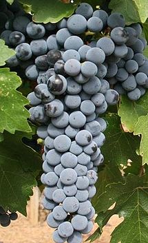 215px-Red_Mountain_Cabernet_Sauvignon_grapes_from_Hedge_Vineyards.jpg