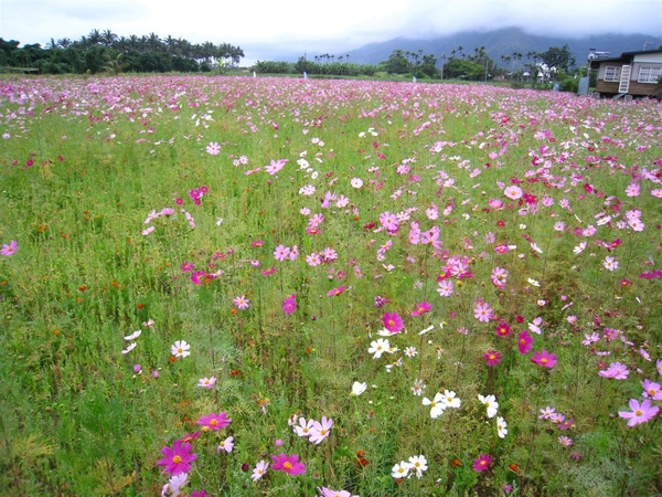 2009.05.16-17 夏日花蓮遊 080.jpg