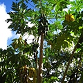 IMG_9782.JPG