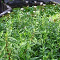 IMG_9797.JPG