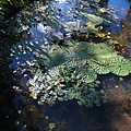 IMG_9845.JPG