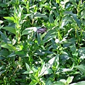 IMG_9798.JPG