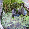 IMG_9791.JPG