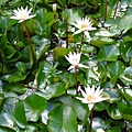 IMG_9801.JPG