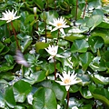 IMG_9800.JPG