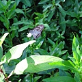 IMG_9799.JPG