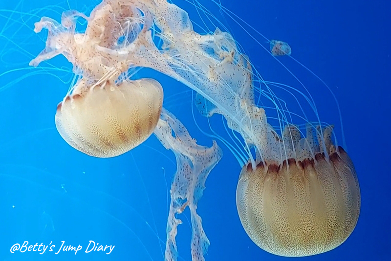 jellyfish水母 / 圖片來源：Betty's Jump Diary