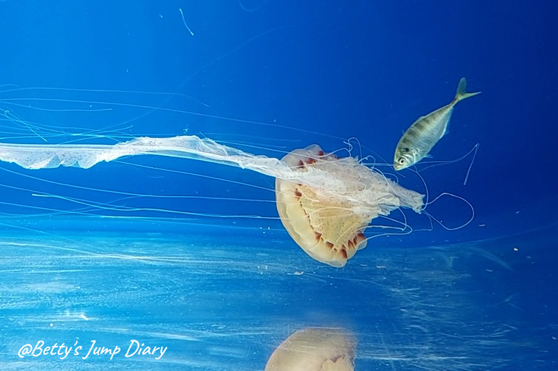 jellyfish水母 / 圖片來源：Betty's Jump Diary