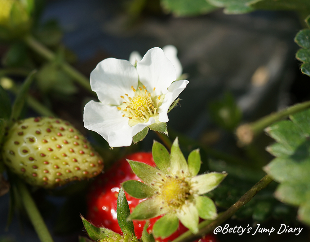 草莓的白色小花 圖片來源：Betty's Jump Diary