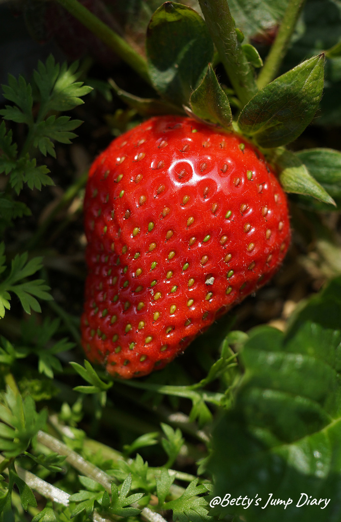 這草莓顏色紅通通，好嬌豔 圖片來源：Betty's Jump Diary