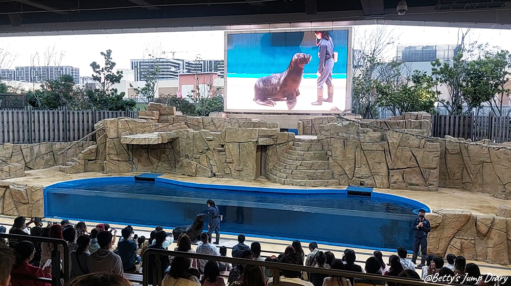 Xpark與眾同樂-南美海獅 / 圖片來源:Betty's Jump Diary Xpark與眾同樂-南美海獅 / 圖片來源:Betty's Jump Diary