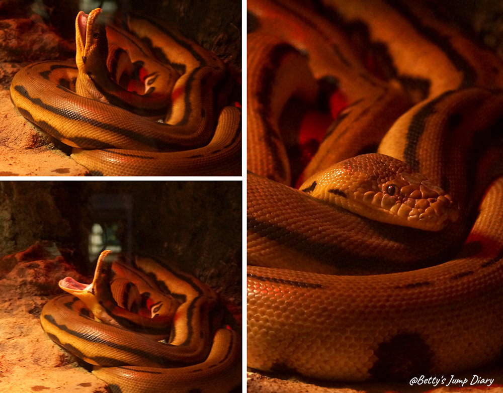 xpark漫步叢林 / 圖片來源:Betty's Jump Diary xpark漫步叢林 / 圖片來源:Betty's Jump Diary