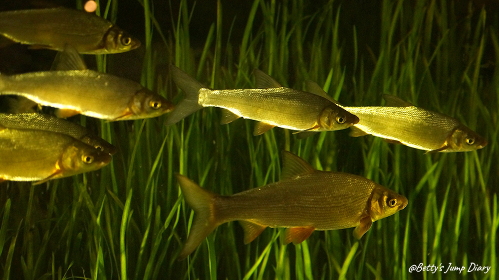 xpark漫步叢林 / 圖片來源:Betty's Jump Diary xpark漫步叢林 / 圖片來源:Betty's Jump Diary