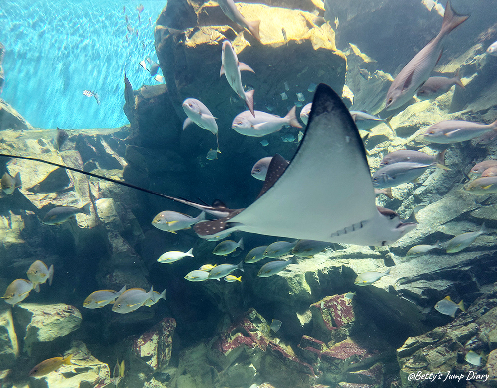 Xpark福爾摩沙 / 圖片來源:Betty's Jump Diary Xpark福爾摩沙 / 圖片來源:Betty's Jump Diary