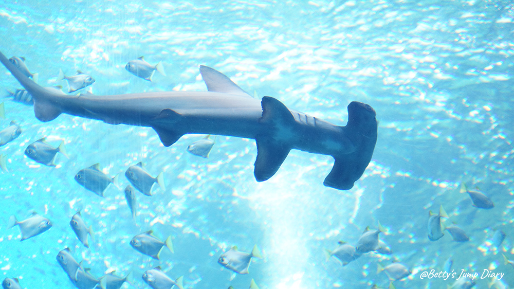 Xpark福爾摩沙 / 圖片來源:Betty's Jump Diary Xpark福爾摩沙 / 圖片來源:Betty's Jump Diary