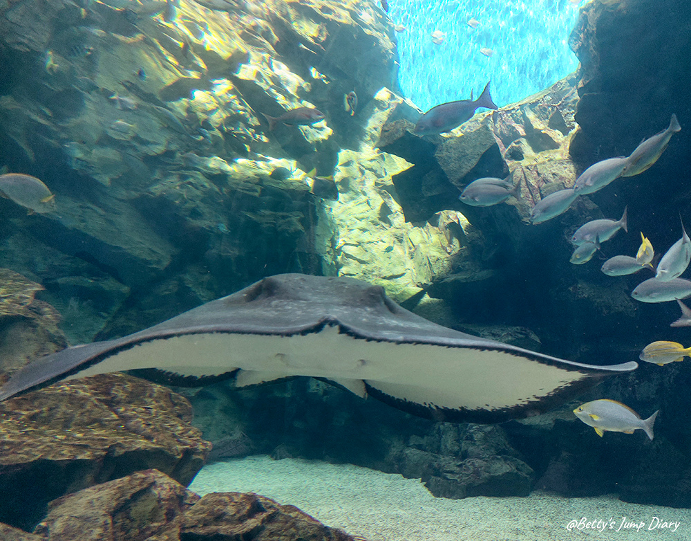 Xpark福爾摩沙 / 圖片來源:Betty's Jump Diary Xpark福爾摩沙 / 圖片來源:Betty's Jump Diary