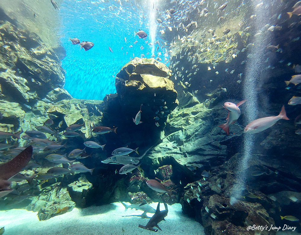 Xpark福爾摩沙 / 圖片來源:Betty's Jump Diary Xpark福爾摩沙 / 圖片來源:Betty's Jump Diary