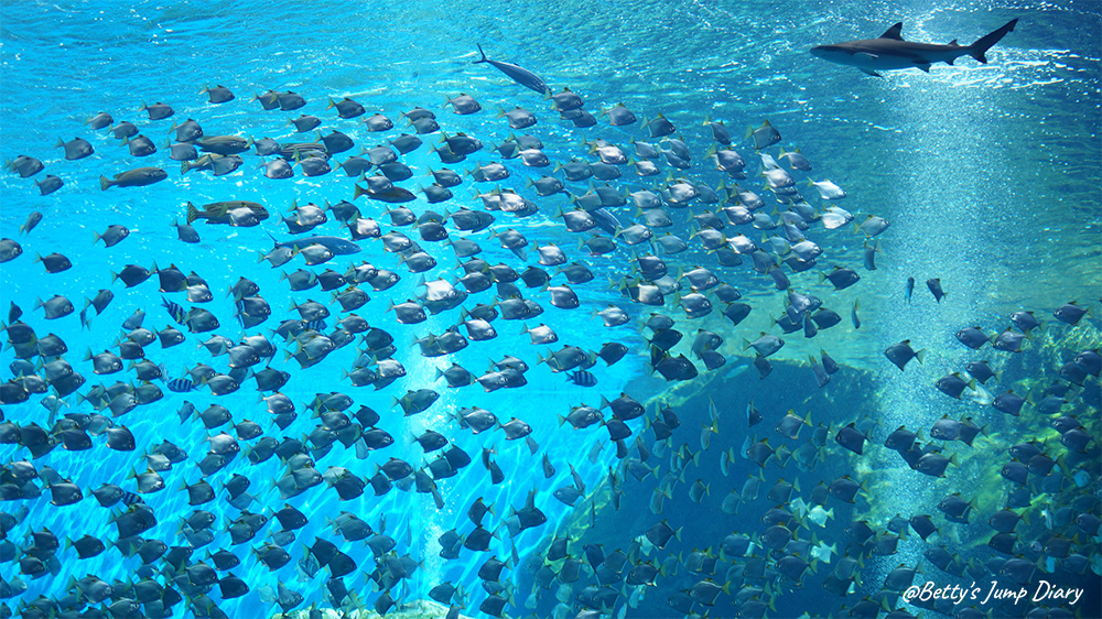 Xpark福爾摩沙 / 圖片來源:Betty's Jump Diary Xpark福爾摩沙 / 圖片來源:Betty's Jump Diary