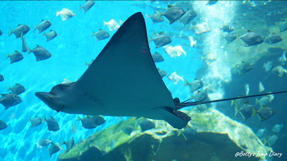 Xpark福爾摩沙 / 圖片來源:Betty's Jump Diary Xpark福爾摩沙 / 圖片來源:Betty's Jump Diary