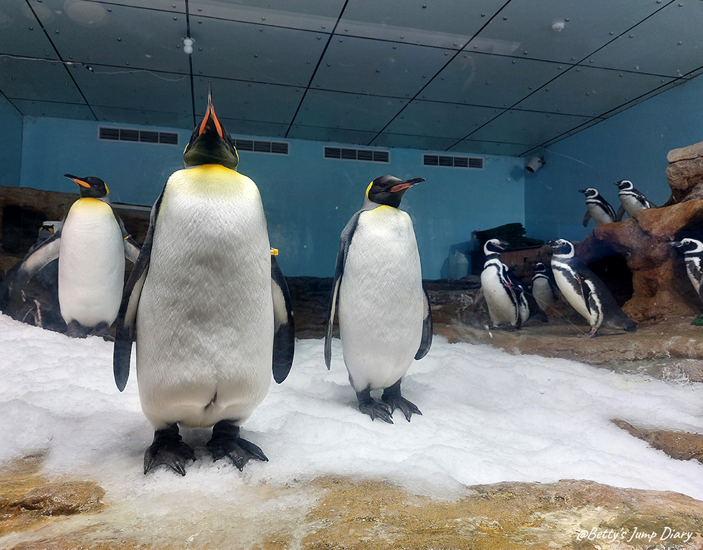 Xpark企鵝奇遇 / 圖片來源:Betty's Jump Diary Xpark企鵝奇遇 / 圖片來源:Betty's Jump Diary