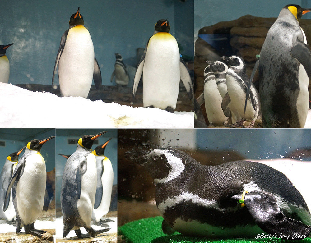 Xpark企鵝奇遇 / 圖片來源:Betty's Jump Diary Xpark企鵝奇遇 / 圖片來源:Betty's Jump Diary