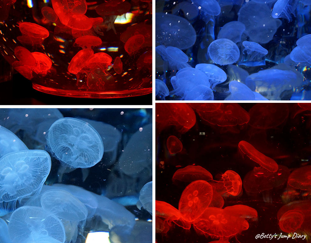 Xpark癒見水母 / 圖片來源:Betty's Jump Diary Xpark癒見水母 / 圖片來源:Betty's Jump Diary