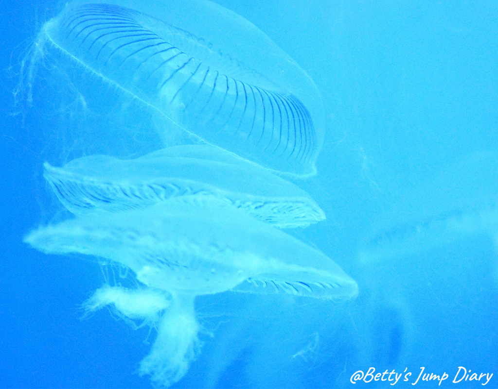 御椀水母，英文名「Owan Jellyfish」/ 圖片來源：Betty's Jump Diary