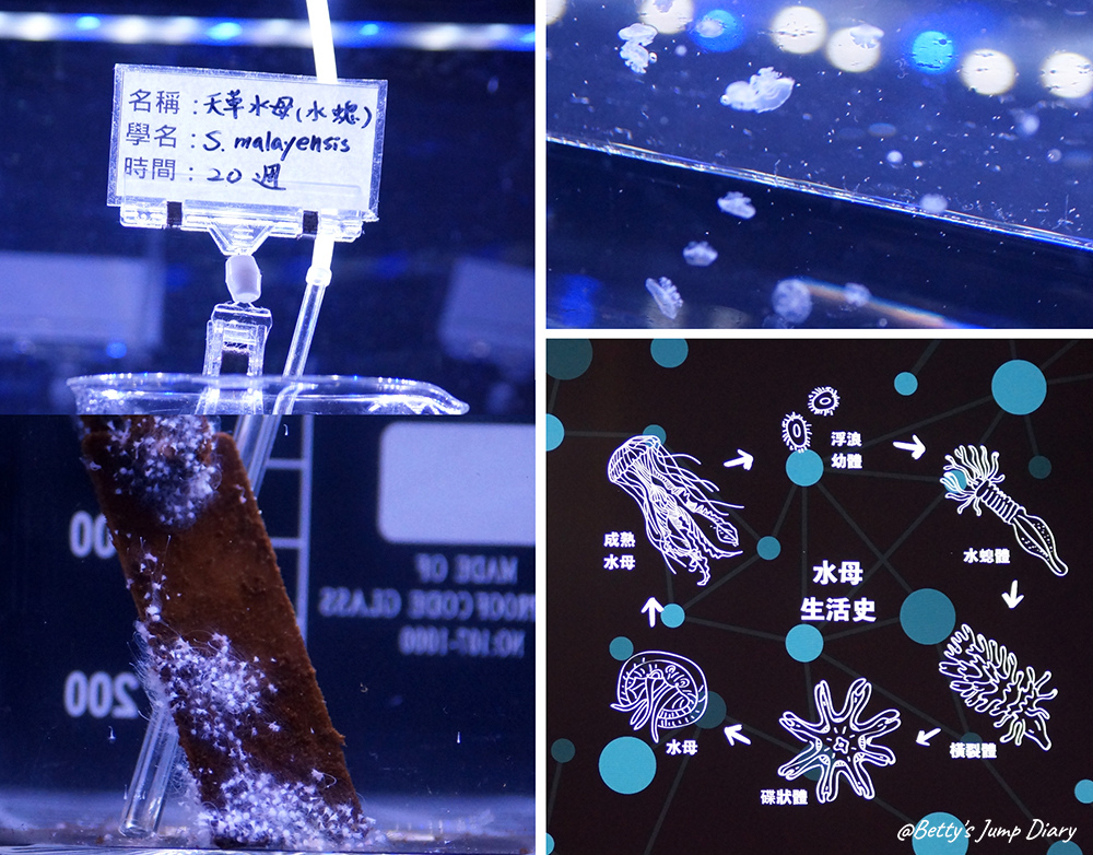 Xpark癒見水母-水母實驗室 / 圖片來源:Betty's Jump Diary Xpark癒見水母-水母實驗室 / 圖片來源:Betty's Jump Diary