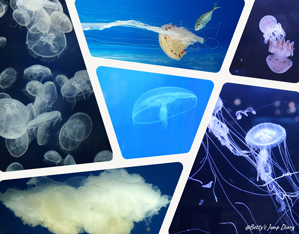 Xpark癒見水母 / 圖片來源:Betty's Jump Diary Xpark癒見水母 / 圖片來源:Betty's Jump Diary