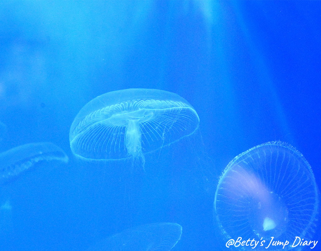御椀水母,英文名「Owan Jellyfish」/ 圖片來源:Betty's Jump Diary