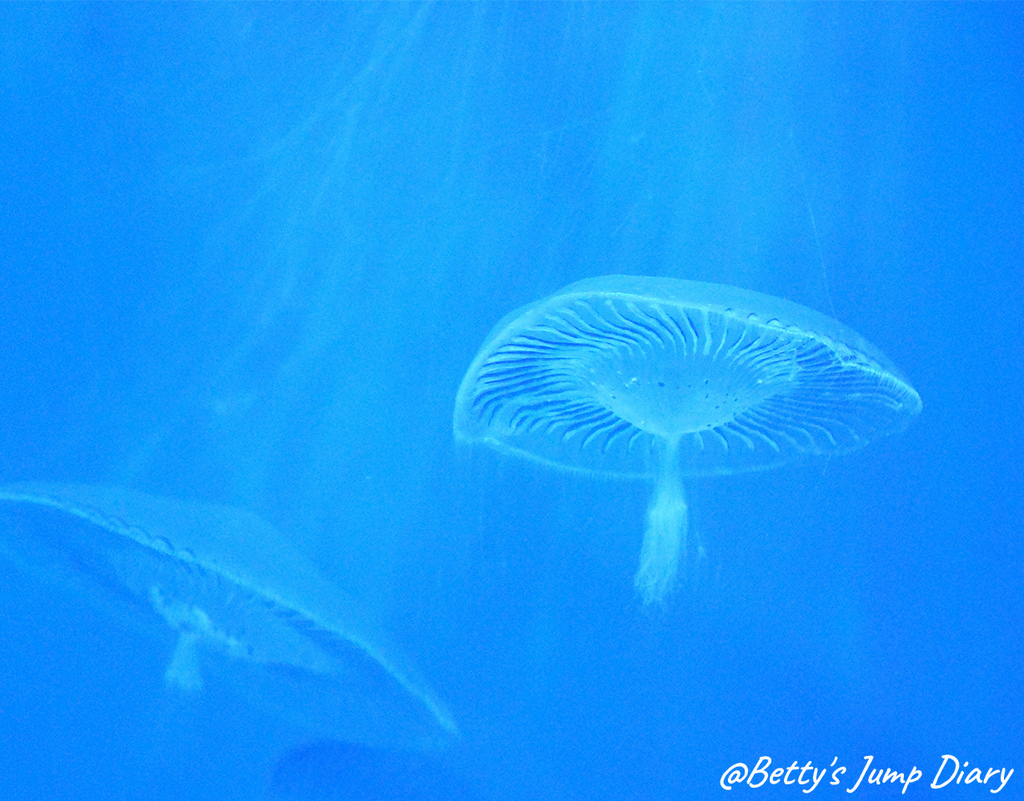 御椀水母，英文名「Owan Jellyfish」/ 圖片來源：Betty's Jump Diary