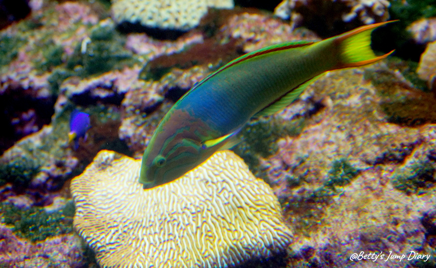 Xpark珊瑚潛行 / 圖片來源:Betty's Jump Diary Xpark珊瑚潛行 / 圖片來源:Betty's Jump Diary