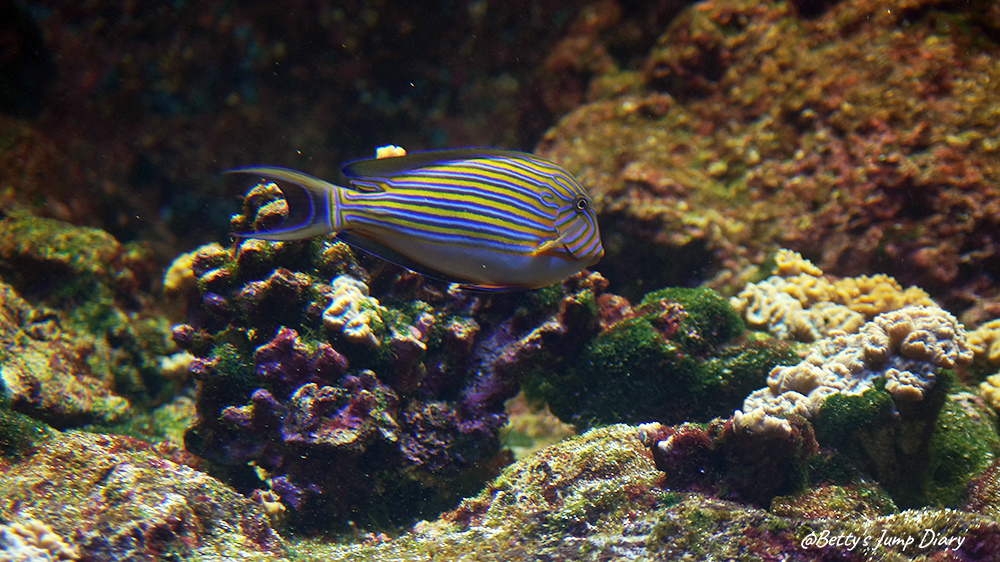 Xpark珊瑚潛行 / 圖片來源:Betty's Jump Diary Xpark珊瑚潛行 / 圖片來源:Betty's Jump Diary