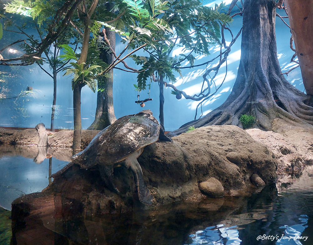 Xpark雨林探險 / 圖片來源:Betty's Jump Diary Xpark雨林探險 / 圖片來源:Betty's Jump Diary