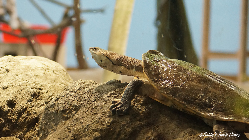 Xpark雨林探險 / 圖片來源:Betty's Jump Diary Xpark雨林探險 / 圖片來源:Betty's Jump Diary