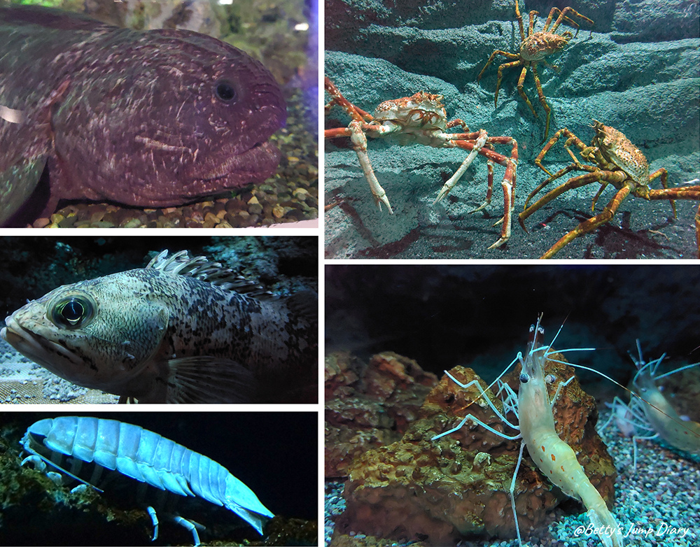 Xpark深海尋秘 / 圖片來源:Betty's Jump Diary Xpark深海尋秘 / 圖片來源:Betty's Jump Diary