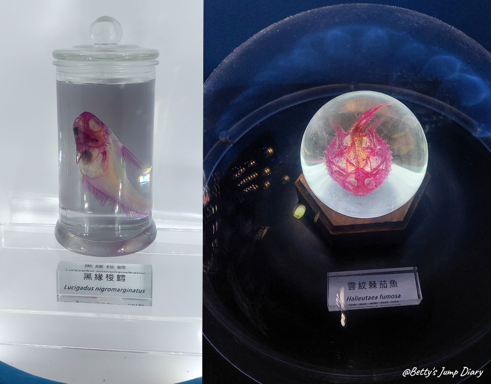 Xpark透明骨骼樣本/ 圖片來源:Betty's Jump Diary Xpark透明骨骼樣本/ 圖片來源:Betty's Jump Diary