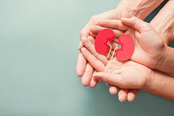 adult-child-holding-kidney-shaped-paper-textured-blue-background-world-kidney-day-national-organ-donor-day-charity-donation-concept.jpg