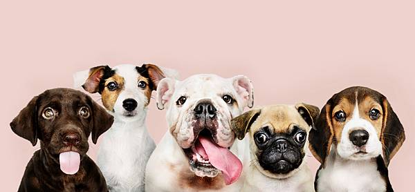 group-portrait-adorable-puppies (1)