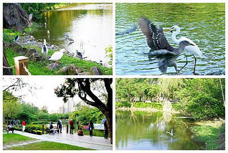 大安森林公園賞鳥趣. (38)