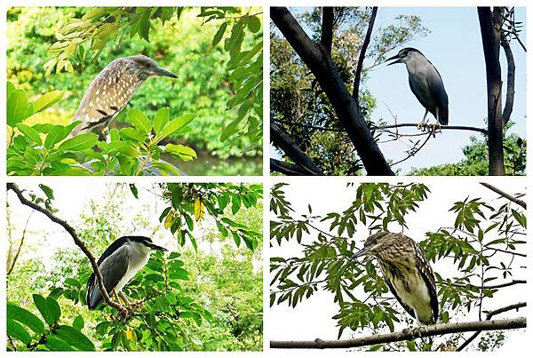 大安森林公園賞鳥趣. (23)