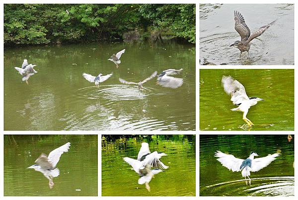 大安森林公園賞鳥趣. (21)