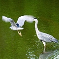 大安森林公園賞鳥趣. (19)