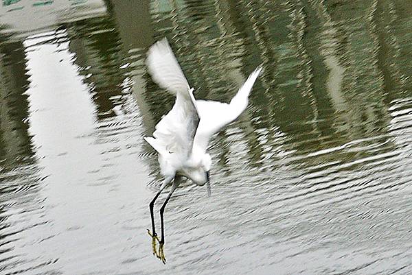 大安森林公園賞鳥趣. (6)