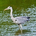 大安森林公園賞鳥趣. (5)